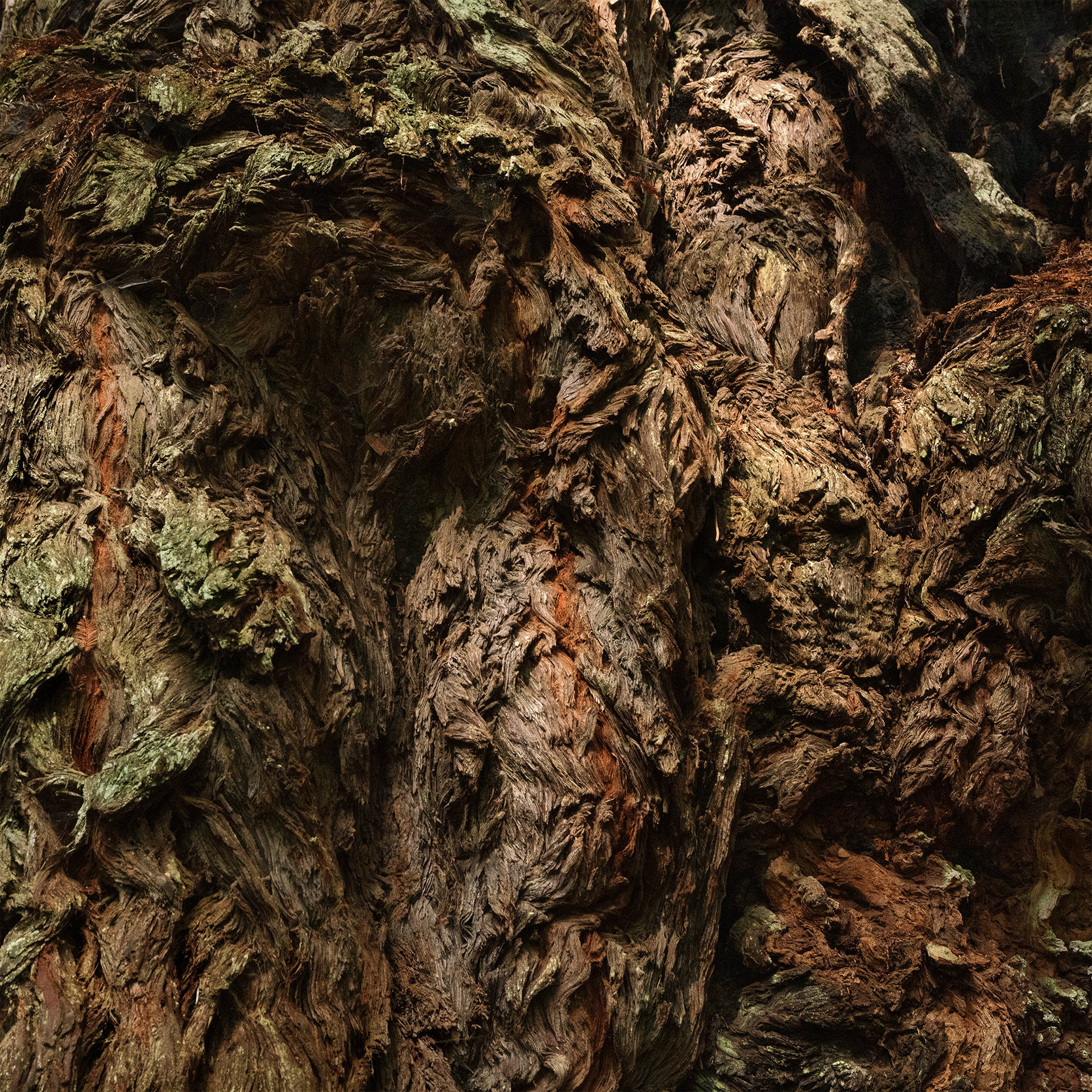 Redwood Tree Detail, Redwood Forest, CA