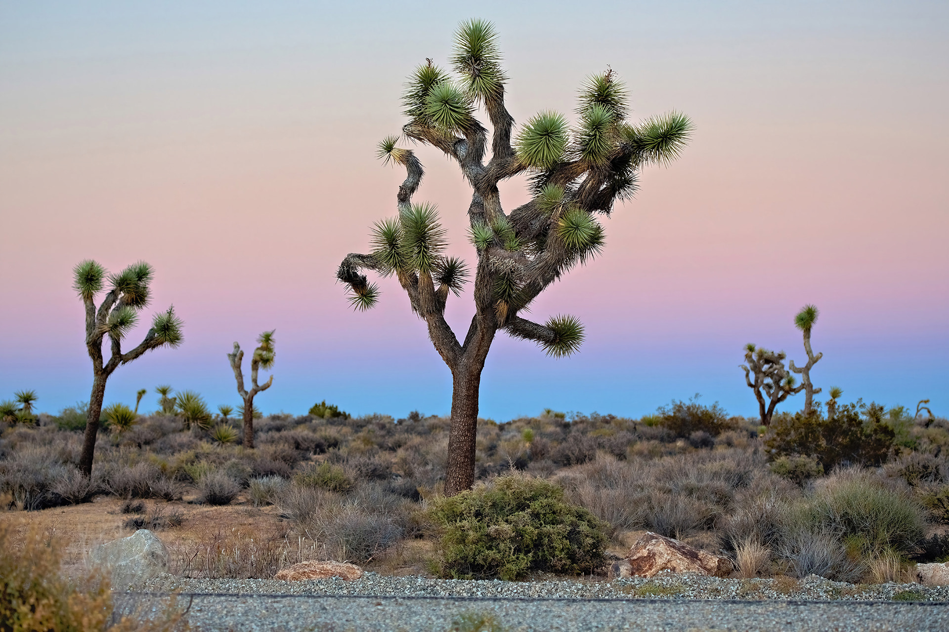 Joshua tree at sunset, Joshua Tree National Park, CA {091915_JTree_01}
