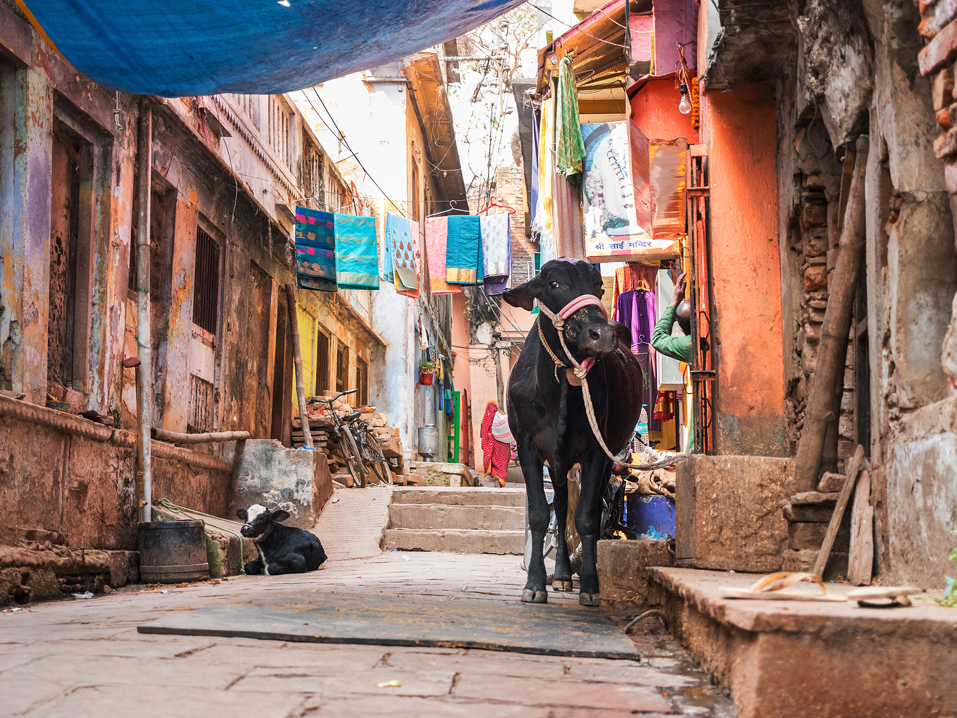 Cow tied up in the alleyway of Varanasi, India {030517_Varanasi_1043}