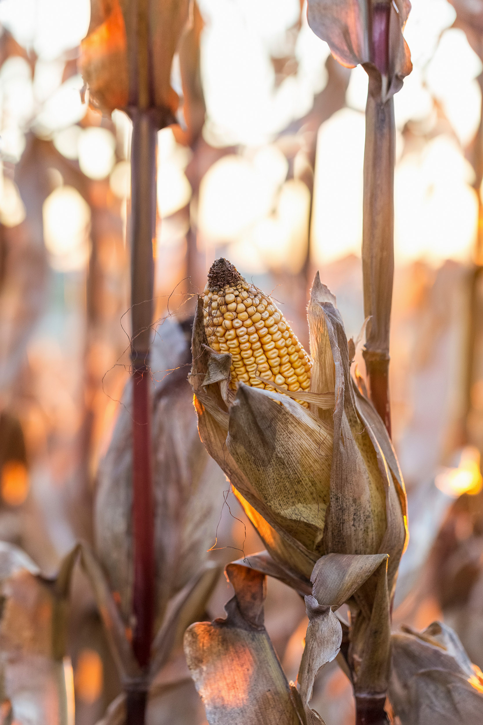 Fresh corn on stalk at sunset, Iowa {102017_Plagge_0213}