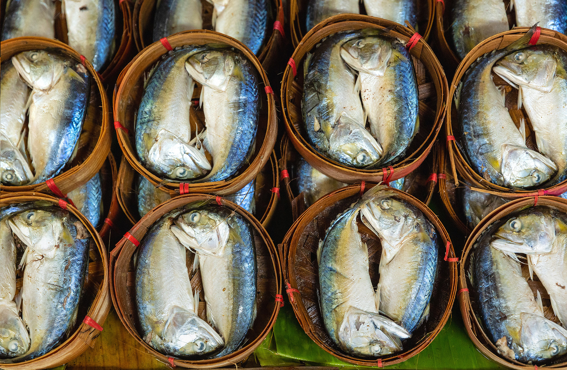 Rows of fish for sale at market  {070118_MR_20)