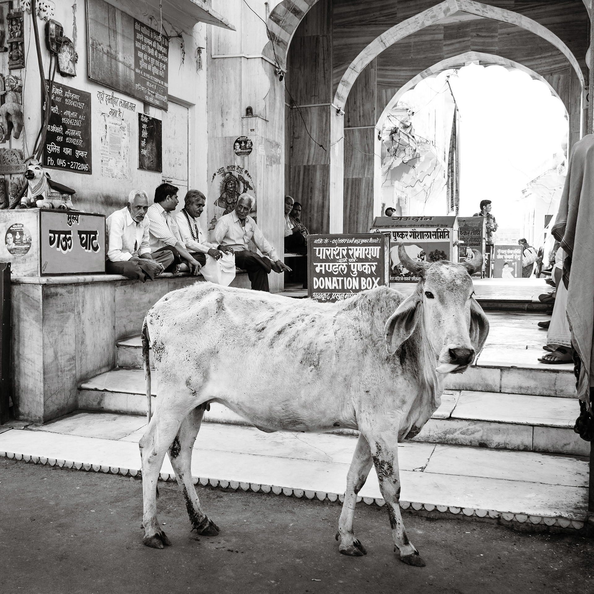 Cow roaming the city streets of Pushkar, India {030217_Pushkar_226}