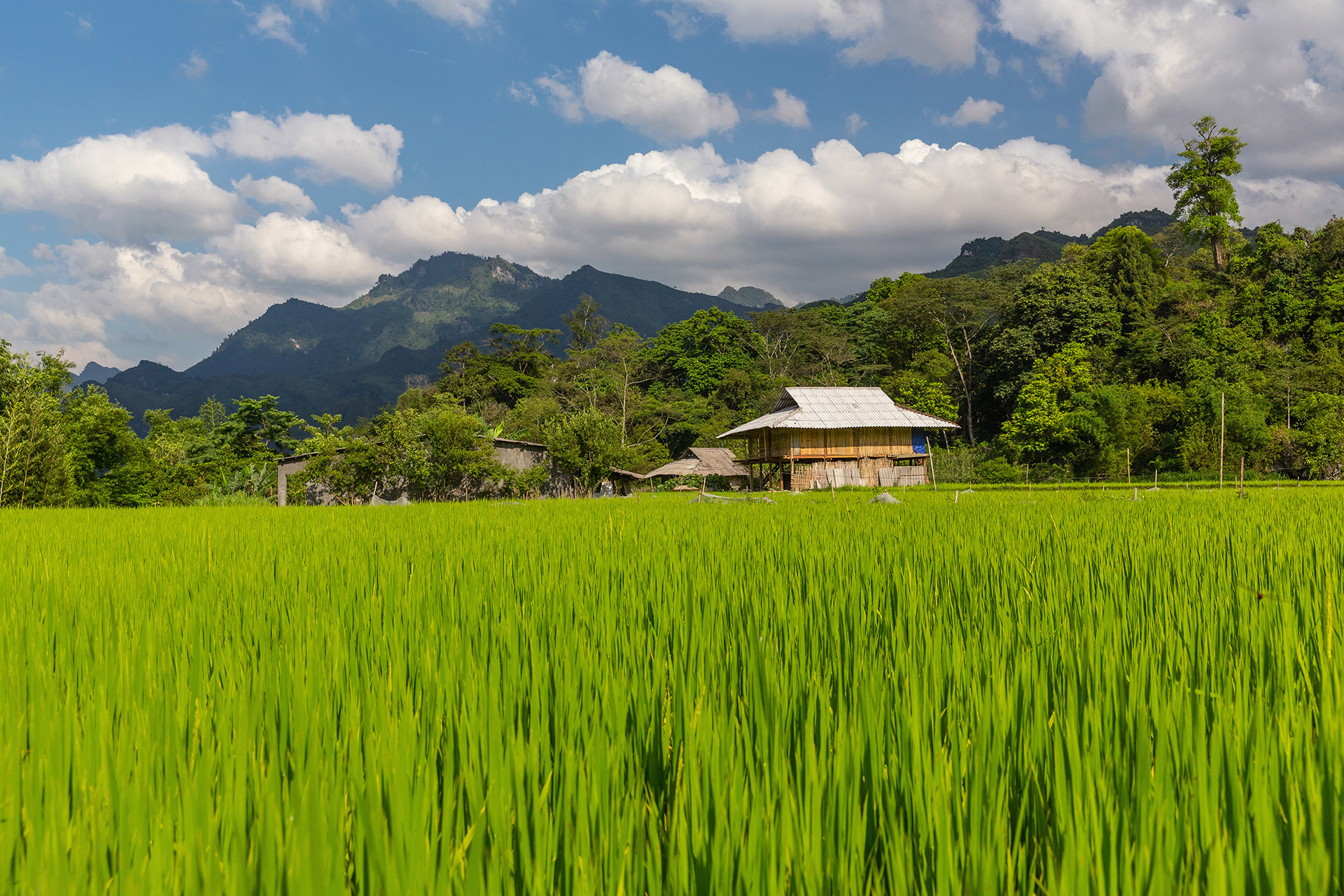Family home in rice field, Ha Giang, Vietnam {052718_HaGiang_636}