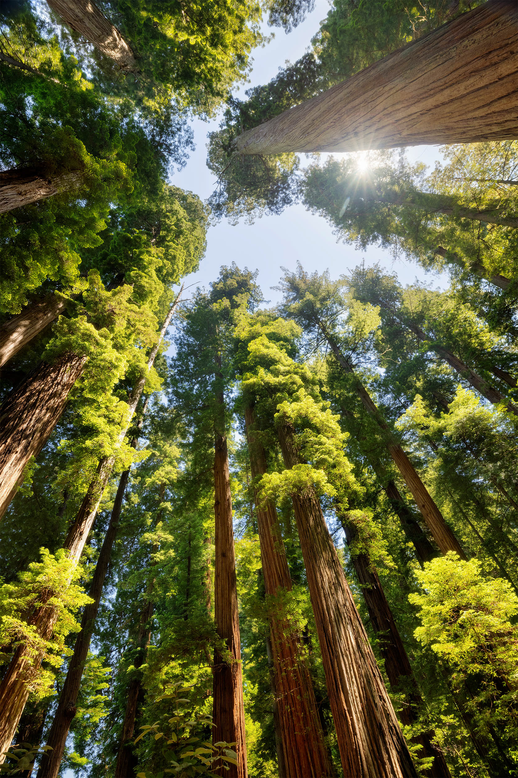 Stout Groove, Jedediah Smith Redwood Forest, CA