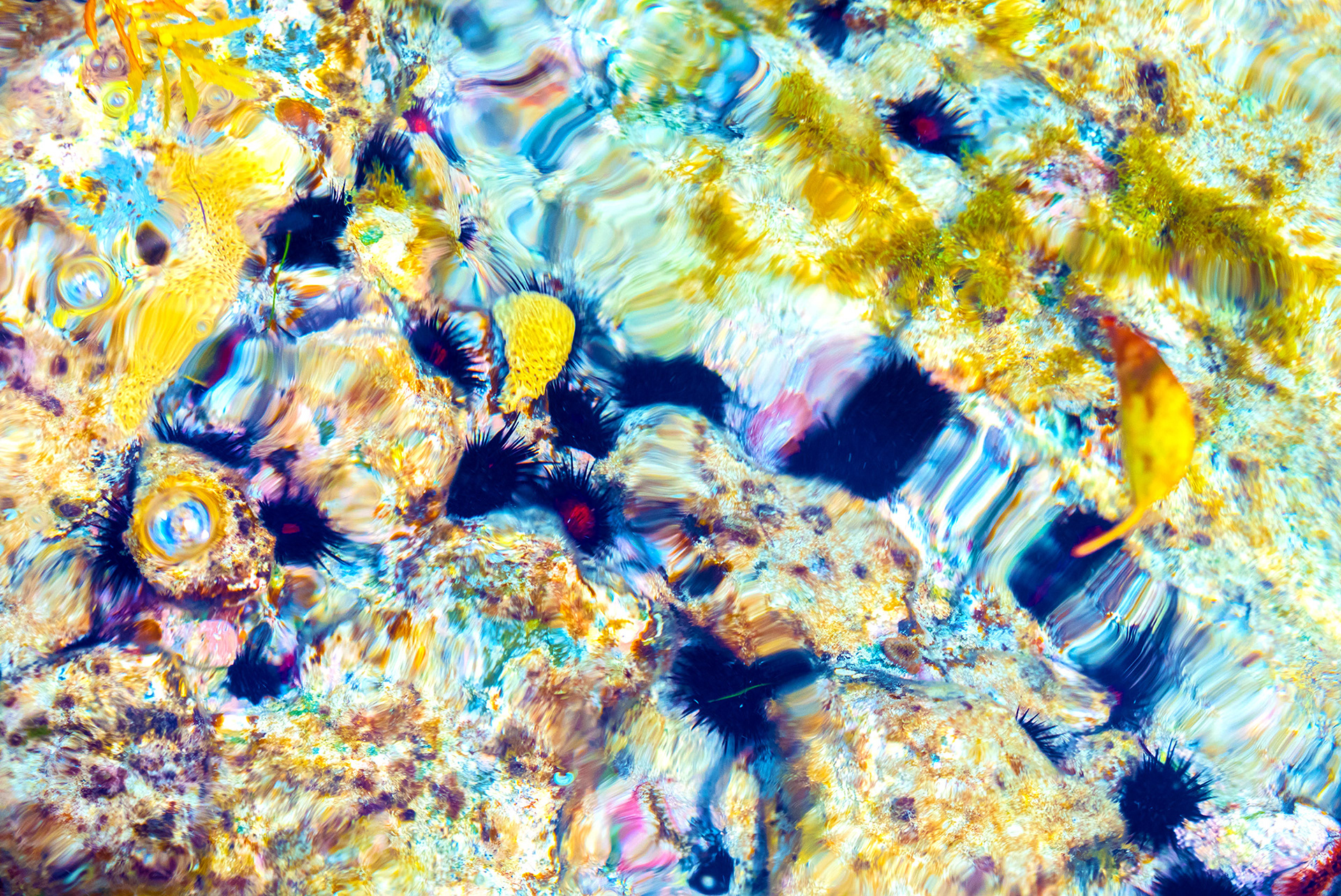Colorful tide pool, Puerto Rico {020615_PR_0630}