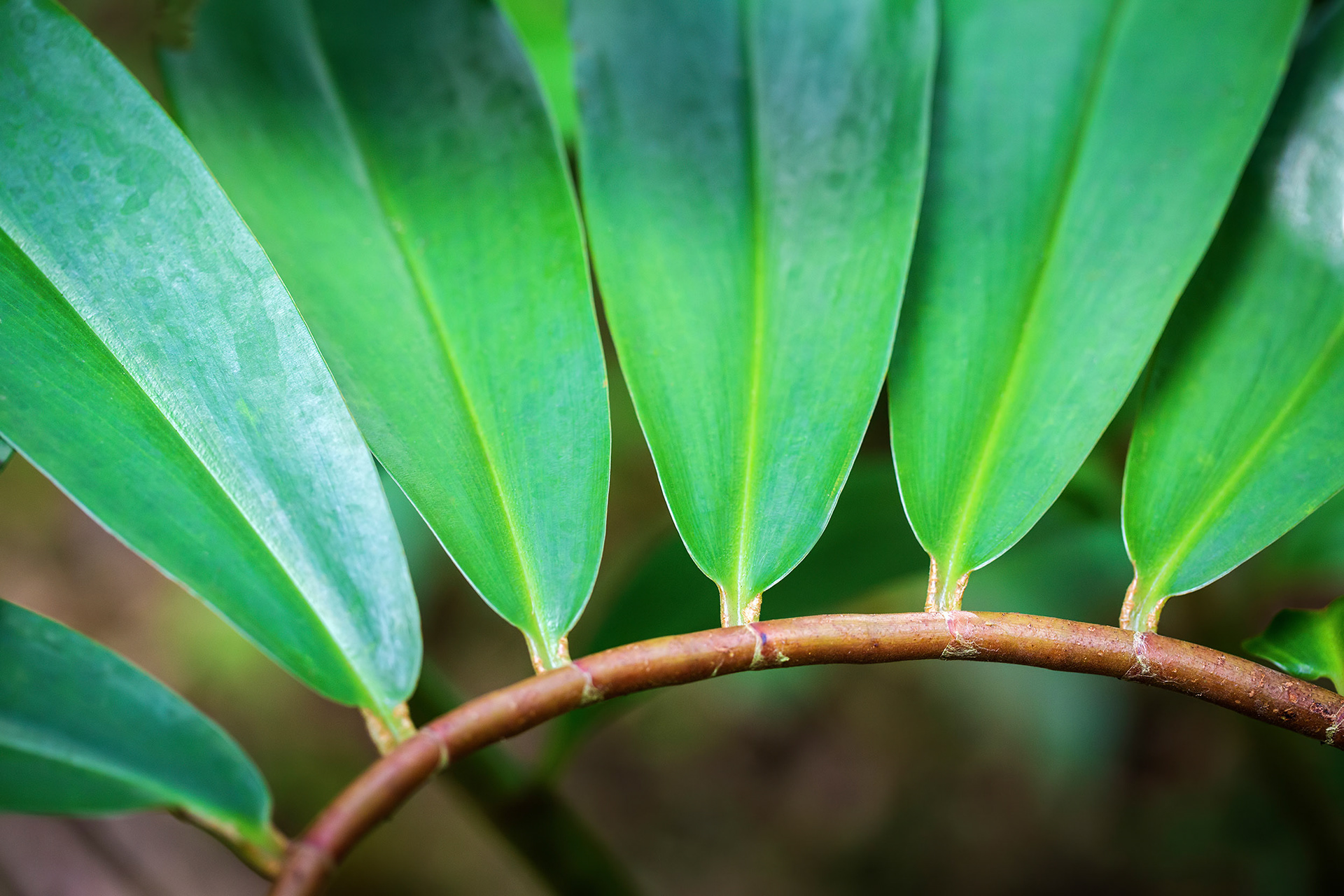 Tropical green leaf detail, Oahu, Hawaii {110617_Oahu_38}