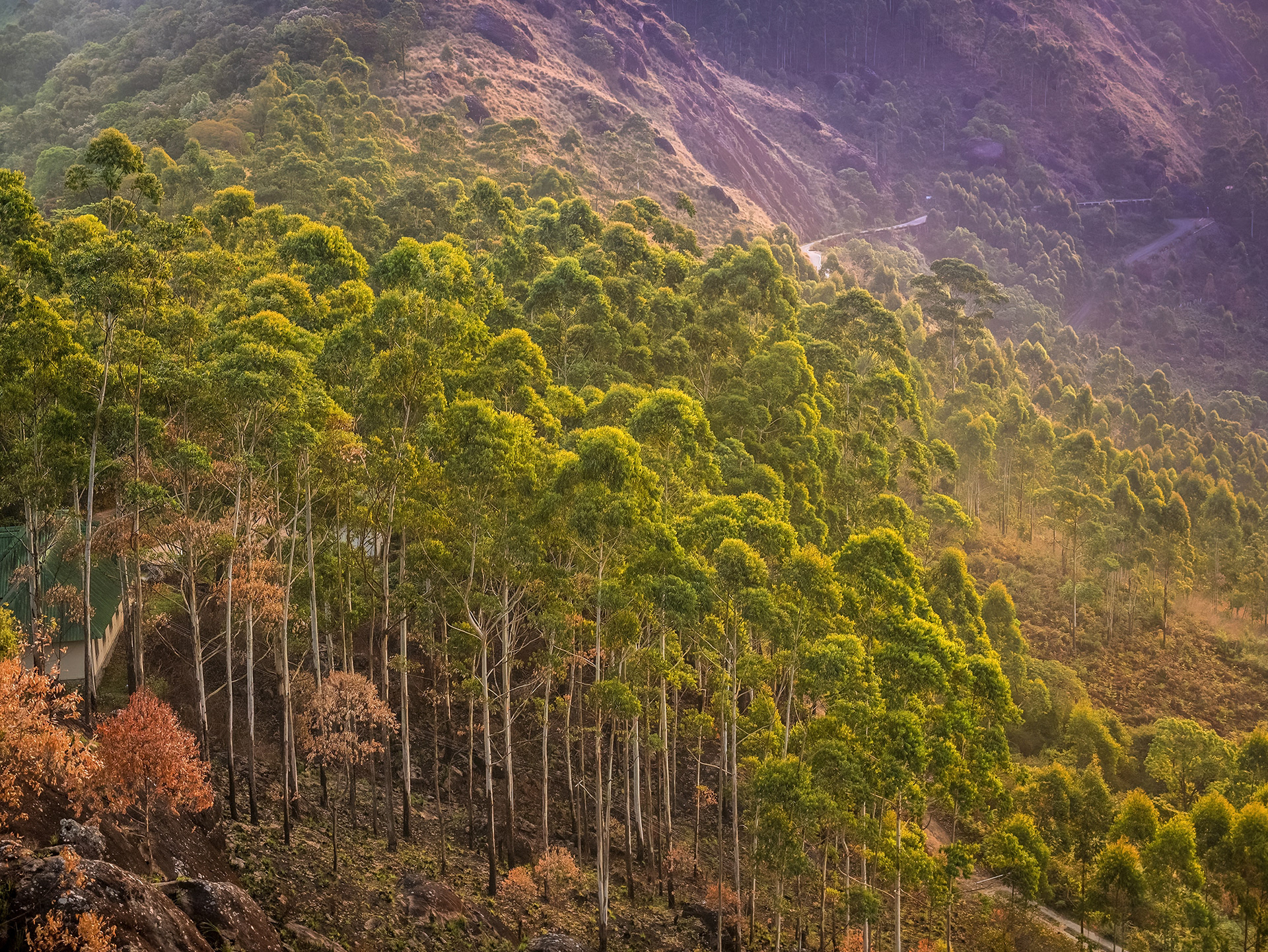 Sunrise on a hillside forest, Munnar, India {031717_Munnar_449}