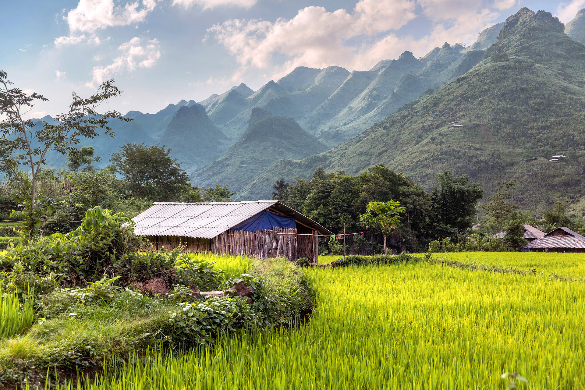 Farmhouse and neighboring rice field in Ha Giang, Vietnam {052718_HaGiang_699}