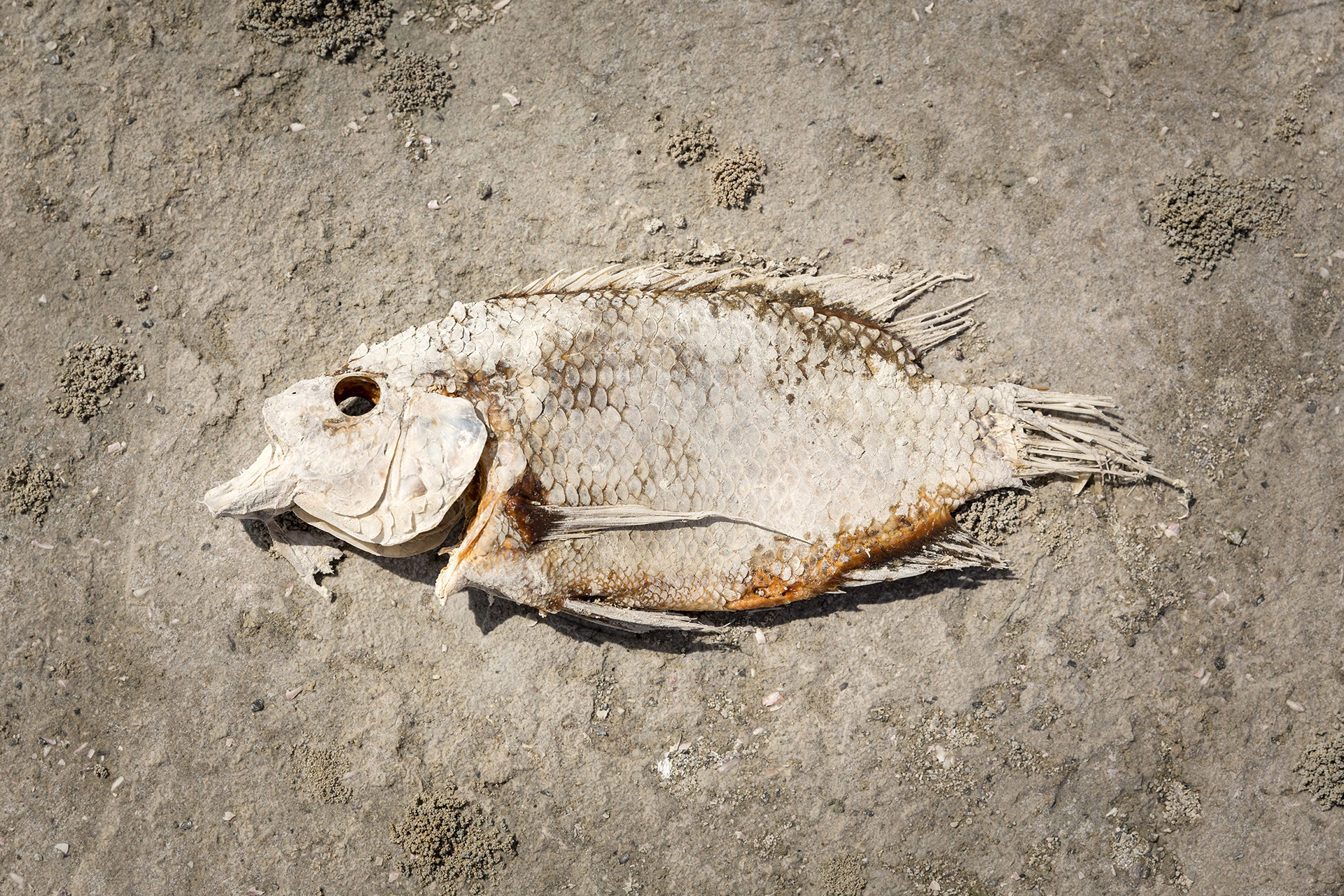 Dead fish at the Salton Sea, CA {042217_JTree_130}