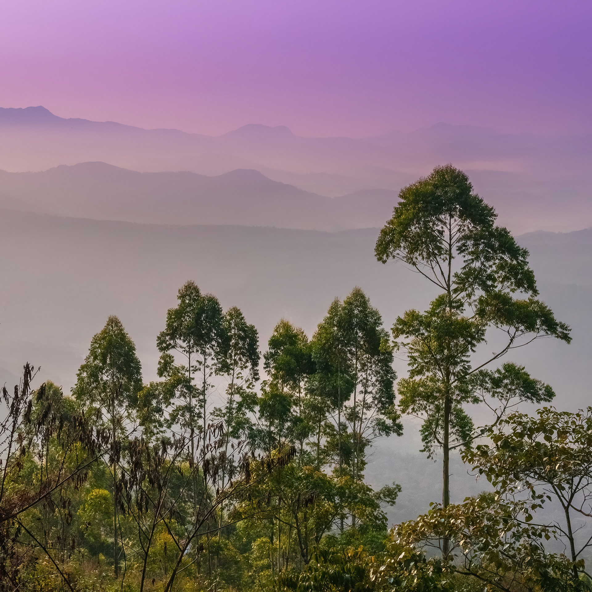 Beautiful treetops at sunrise, Munnar, India {031717_Munnar_456}