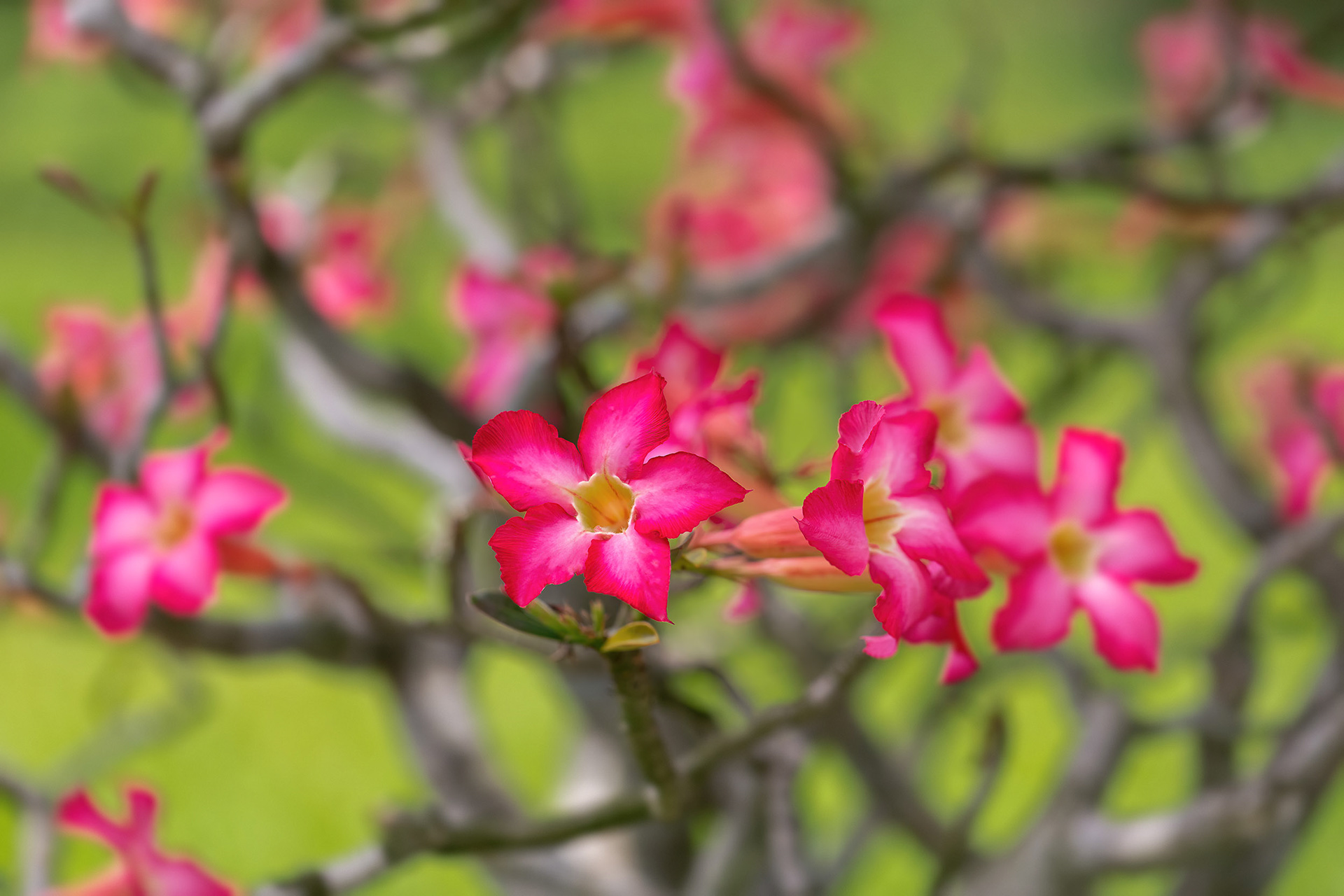 Blooming pink flowers, Vietnam {050418_Hue_099}