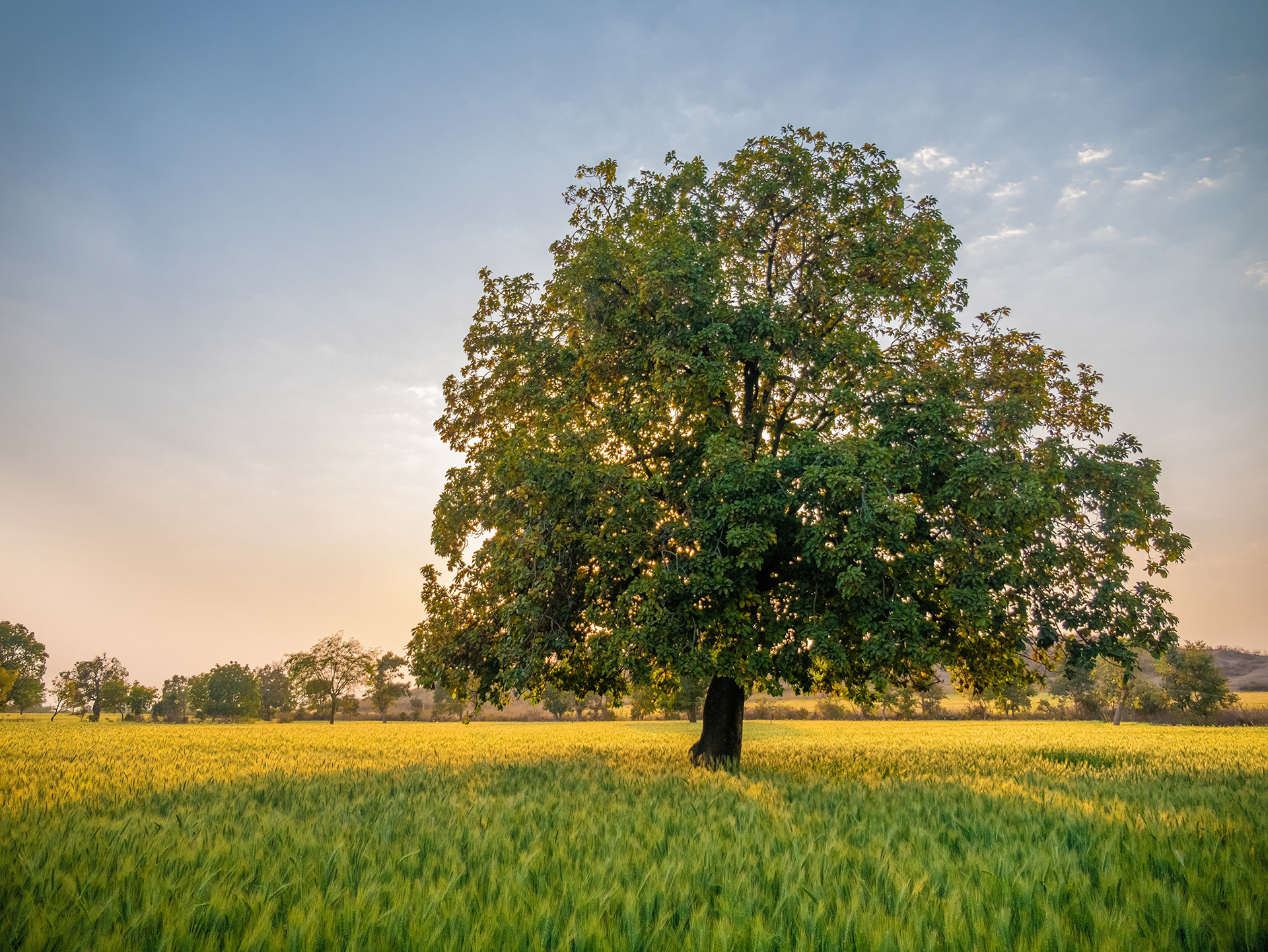 Beautiful tree in the middle of a chapati field, Khajuraho, India  {030317_Khajuraho_745}