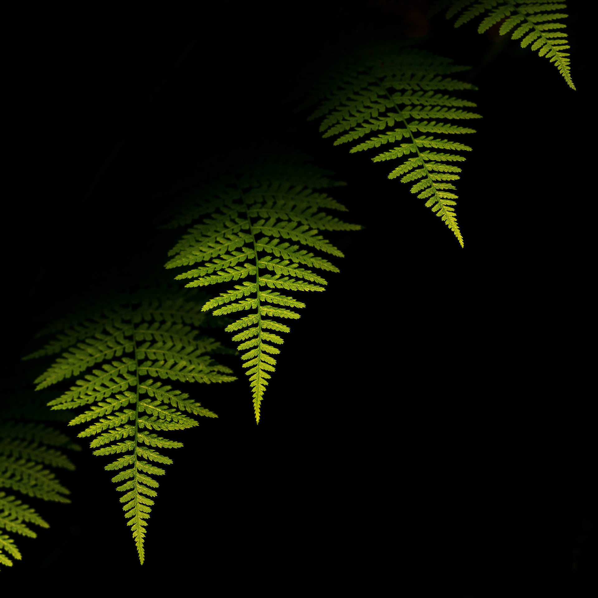 Ferns. Humboldt Forest, CA
