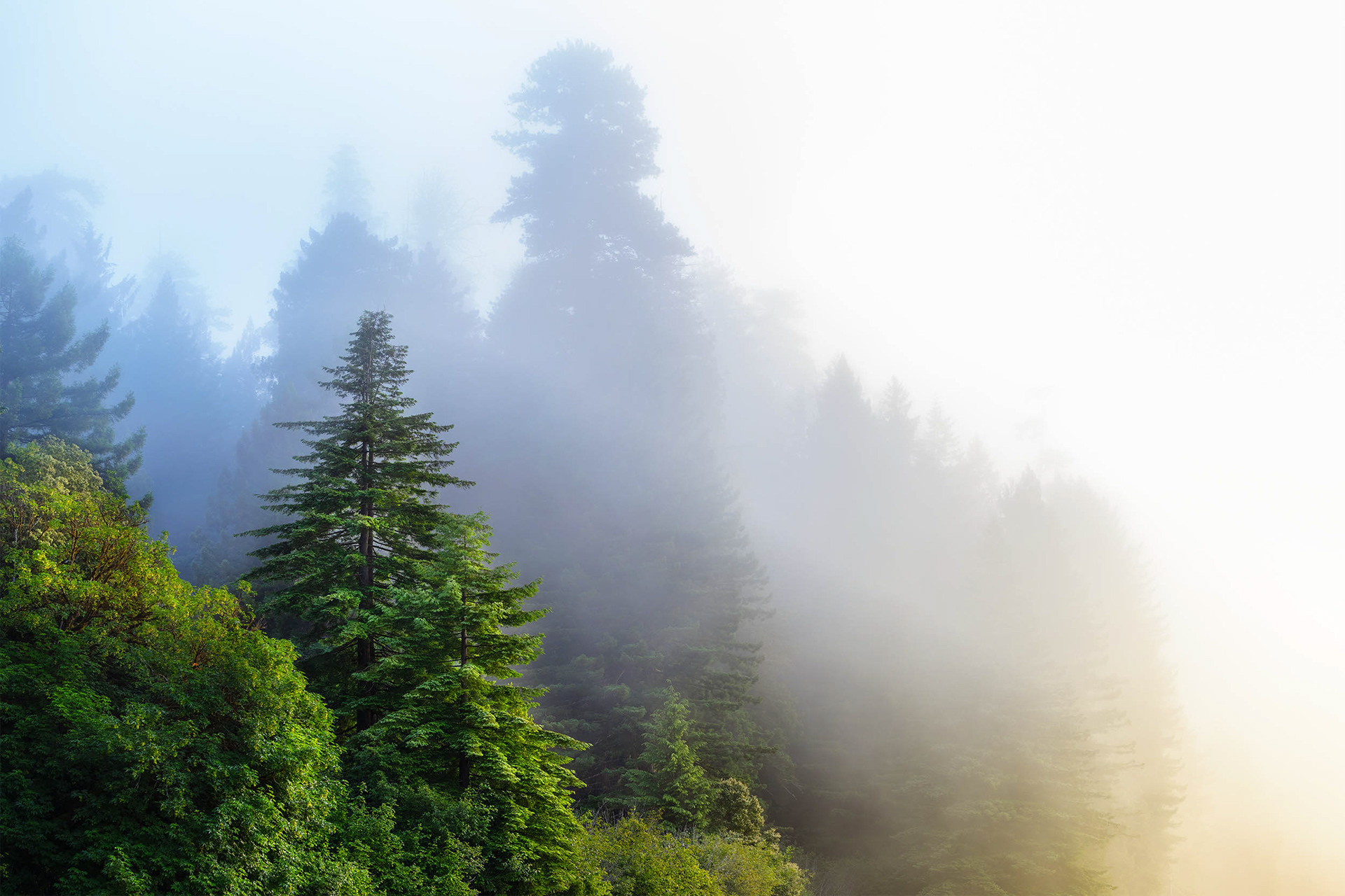 Prairie Creek Redwoods, CA