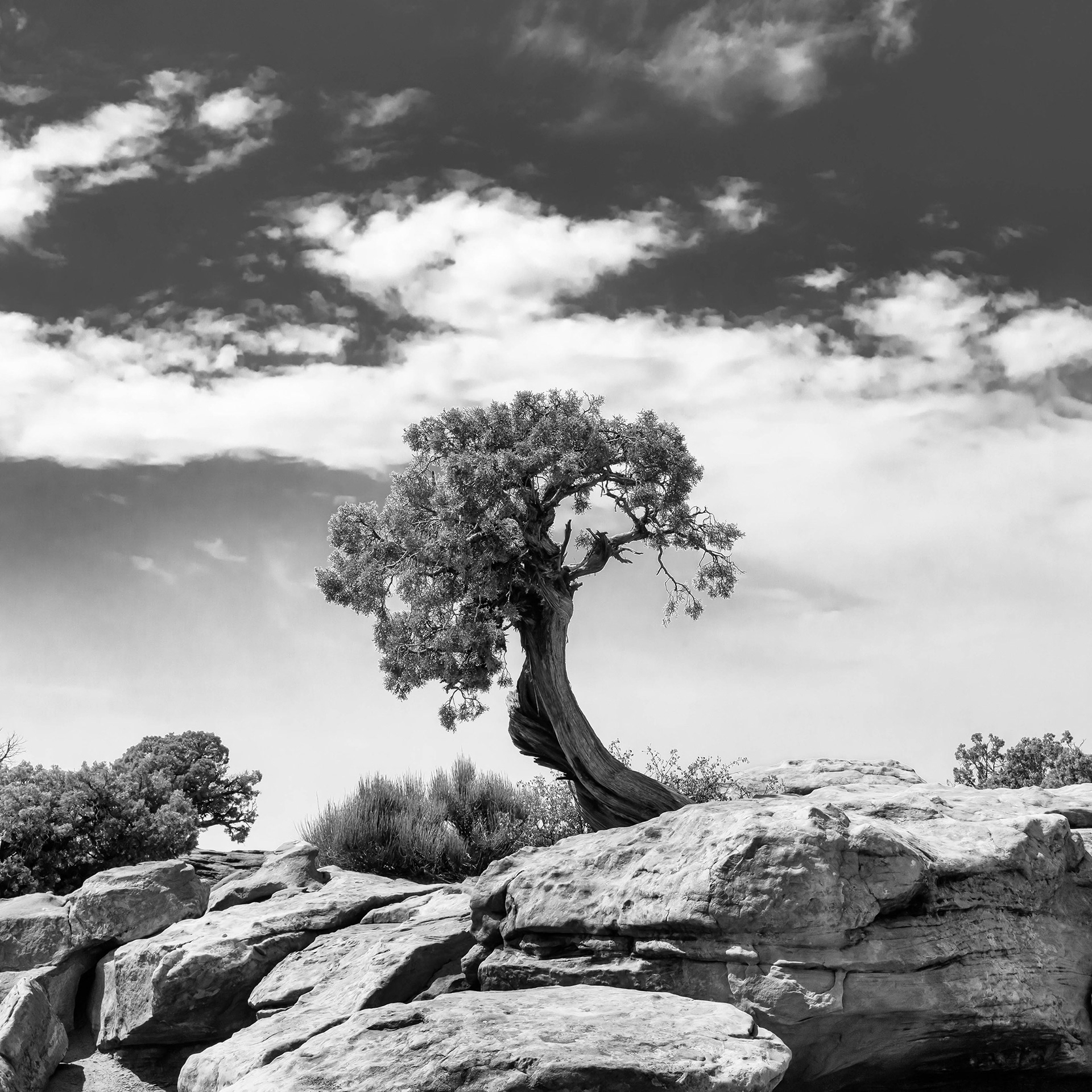Tree growing between rocks at Dead Horse Point, Utah {082020_Dead_Horse_011}