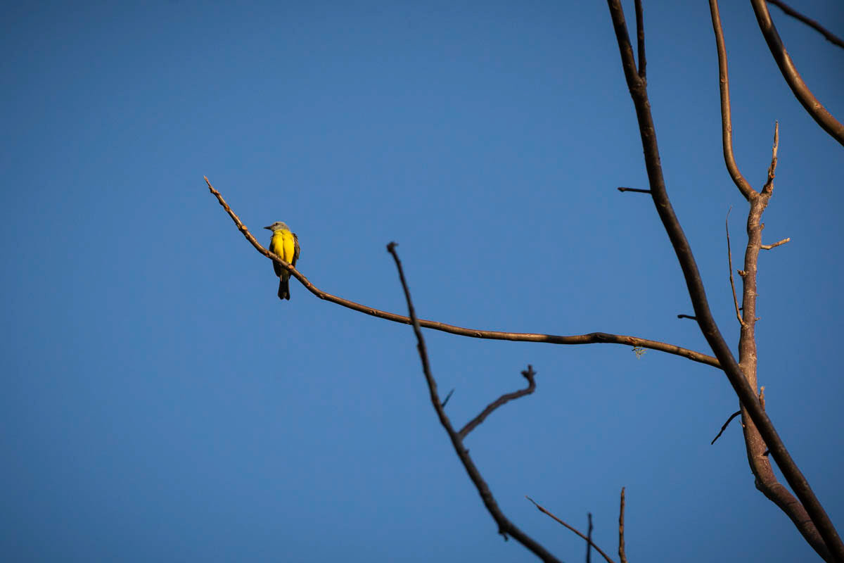 TYRAN MÉLANCOLIQUE Tyrannus melancholicus