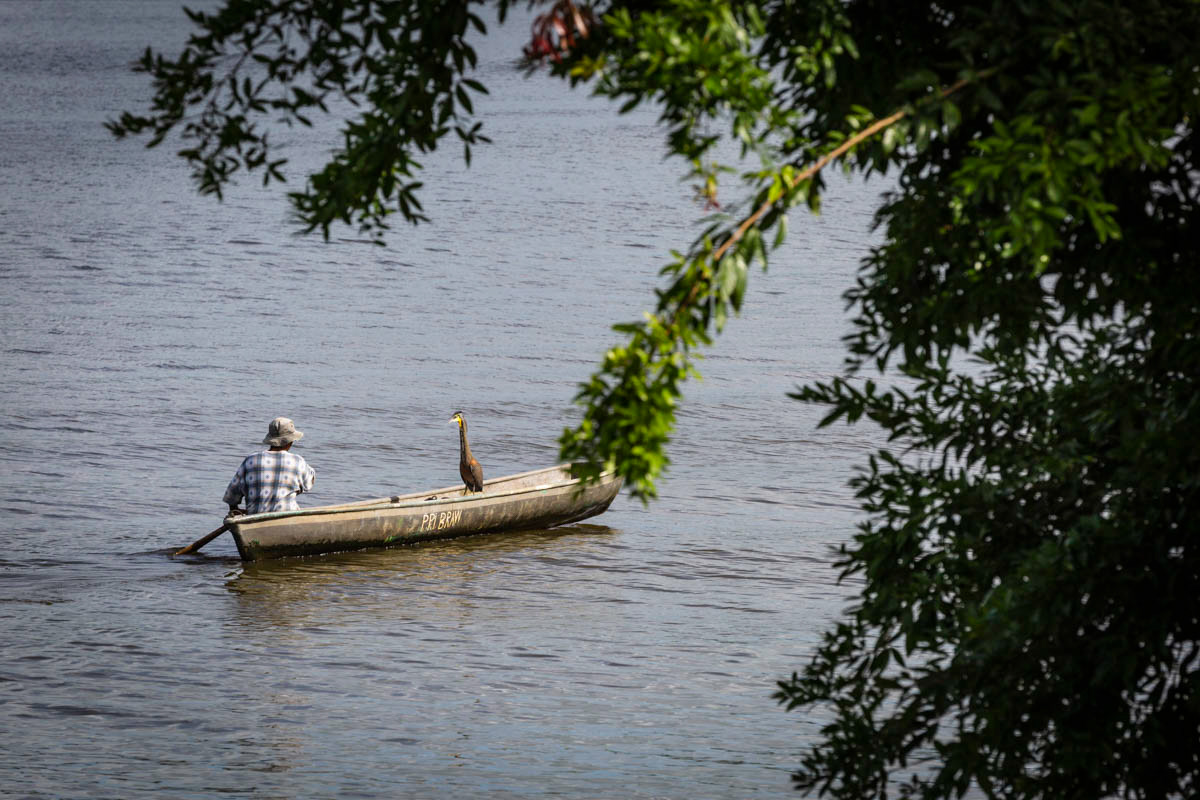 ONORÉ RAYÉ Tigrisoma lineatum