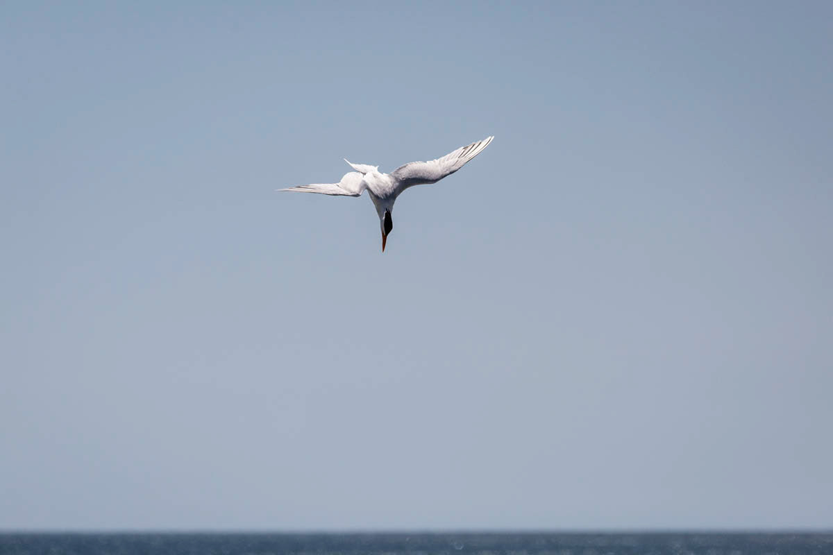 STERNE CASPIENNE Hydroprogne caspia