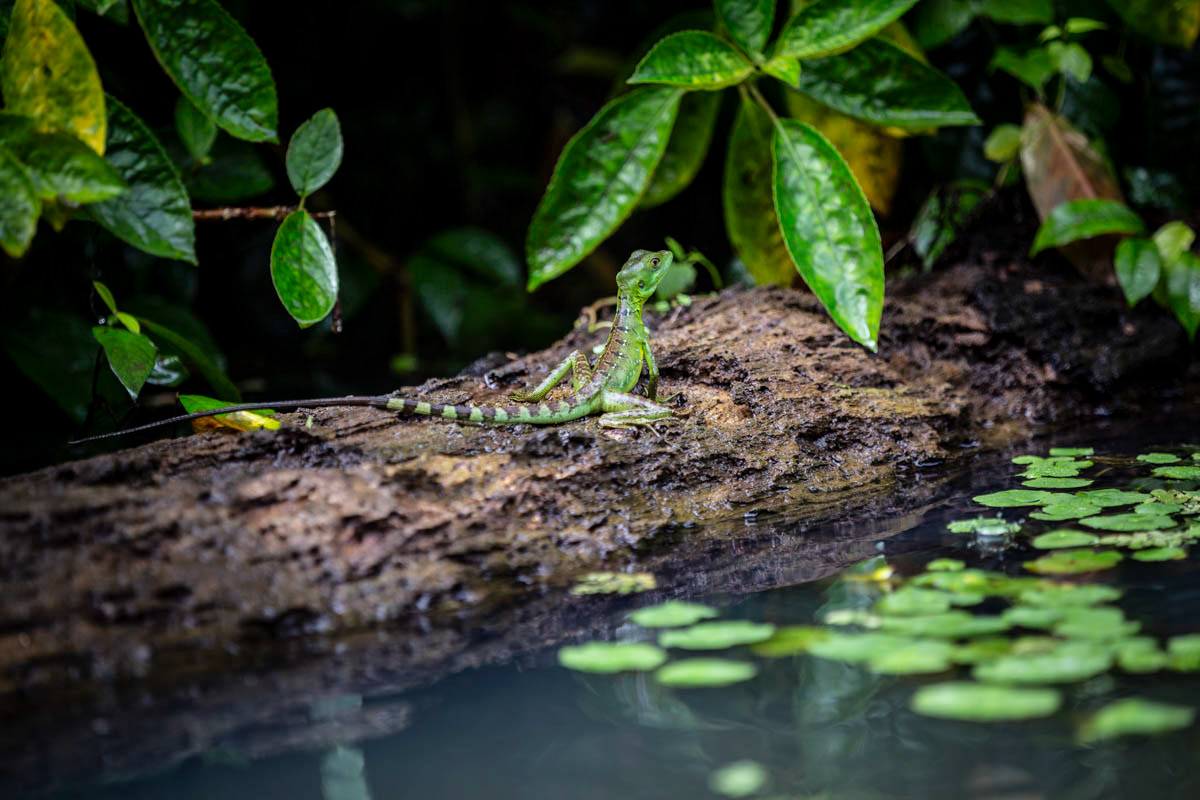 BASILIC VERT Basilicus plumifrons