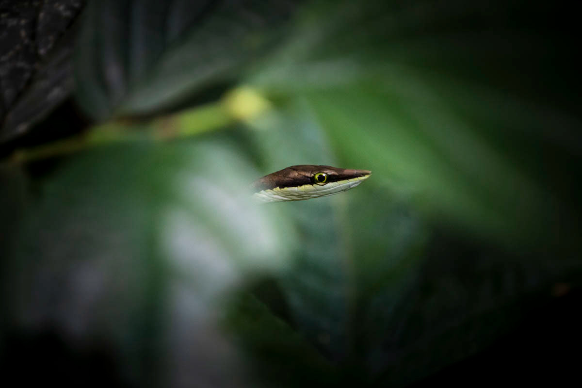 SERPENT LIANE Oxybelis aeneus