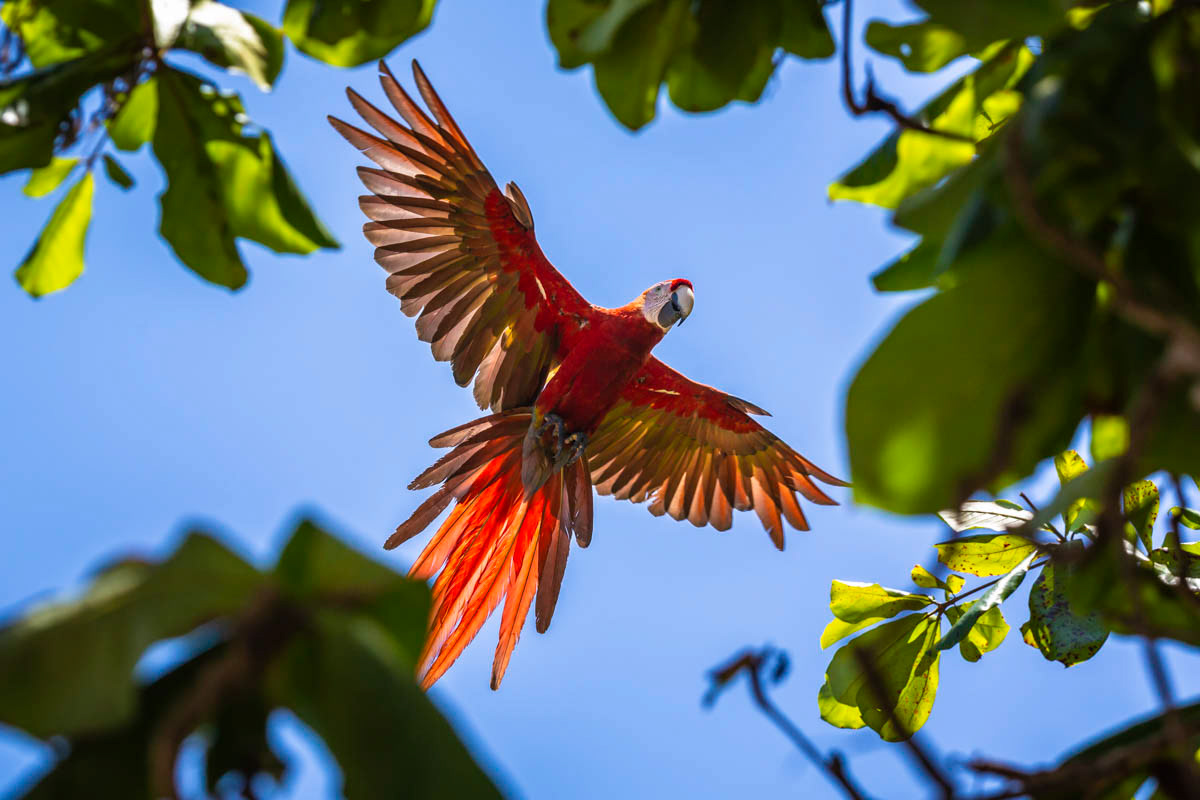 ARA ROUGE Ara macaoARA ROUGE Ara macao