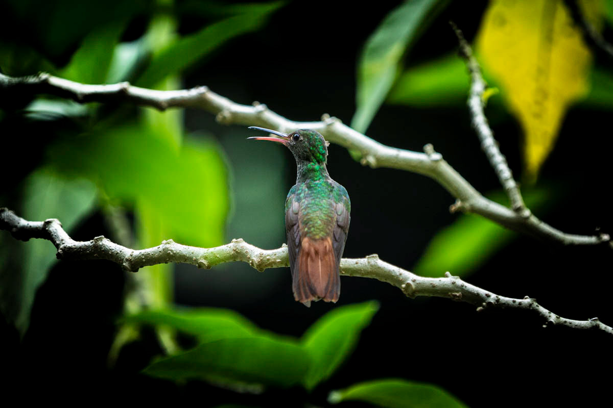 ARIANE À VENTRE GRIS Amazilla tzacatl