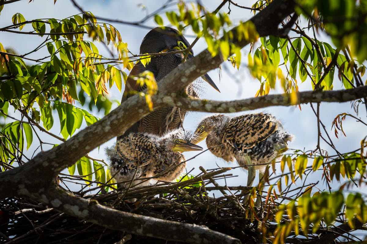 ONORÉ RAYÉ Tigrisoma lineatum