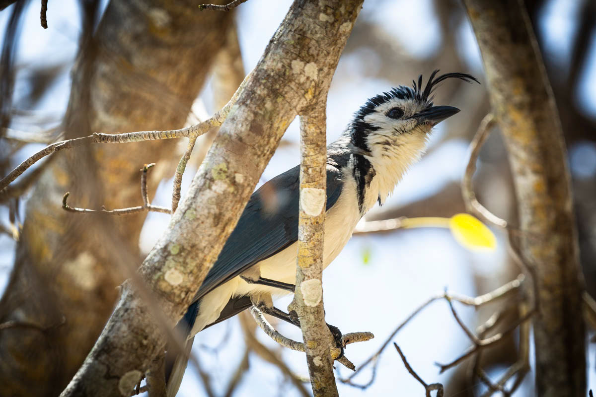 GEAI À FACE BLANCHE Calocitta formosa