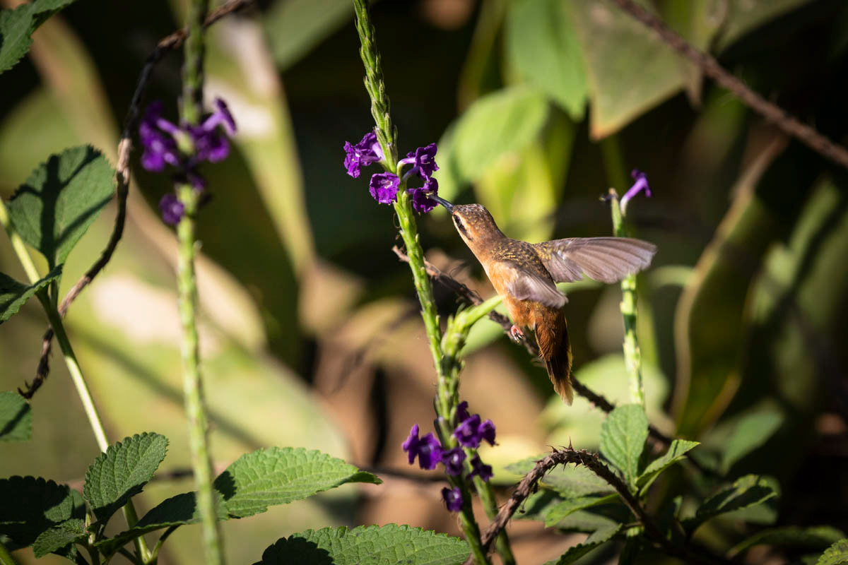 ERMITE À GORGE RAYÉE Phaetornis stiigularis