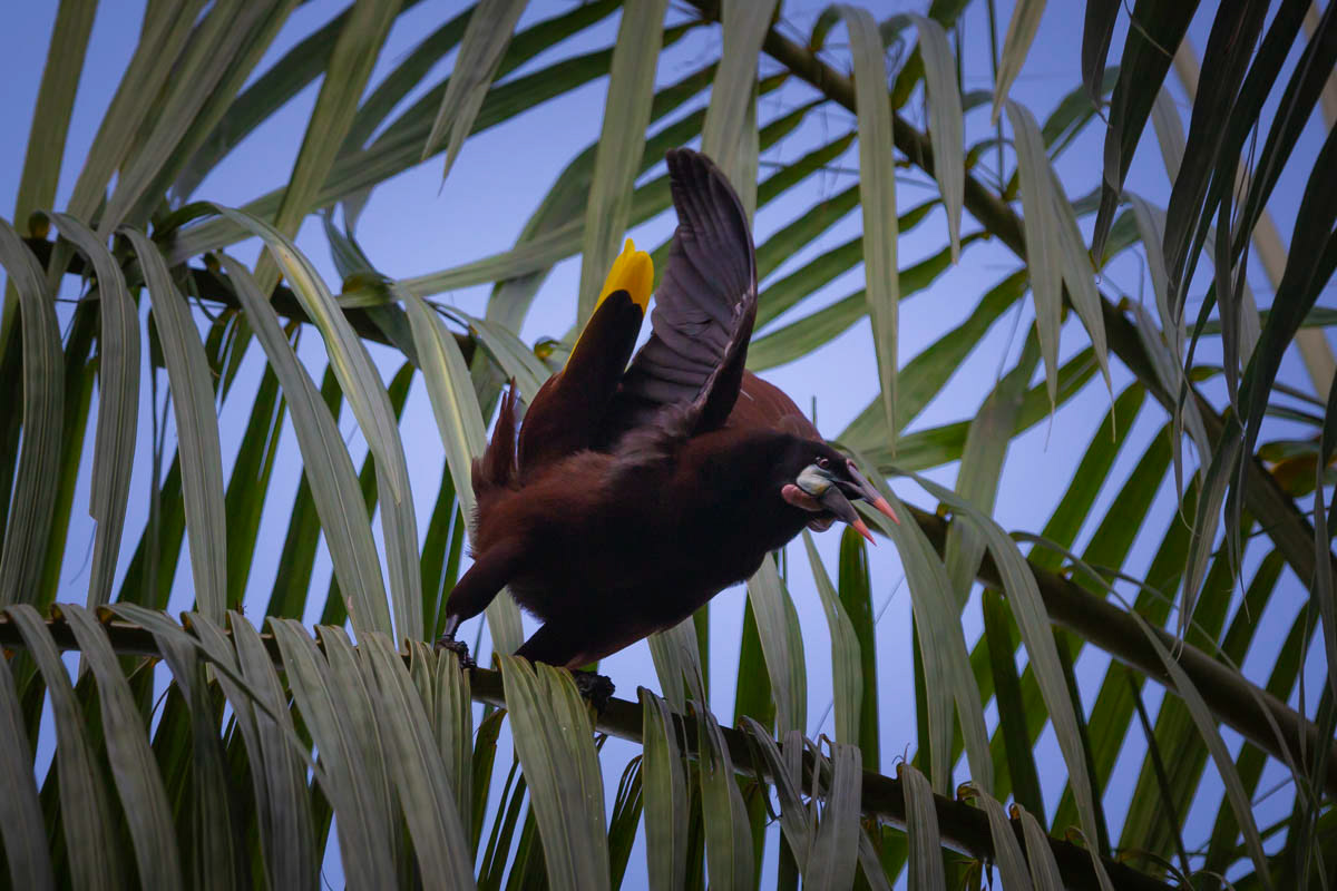 CASSIQUES DE MONTEZUMA Psaracolius montezuma