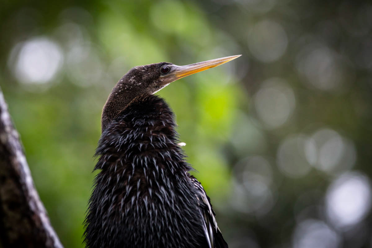 ANHINGA D'AMÉRIQUE Anhinga anhinga