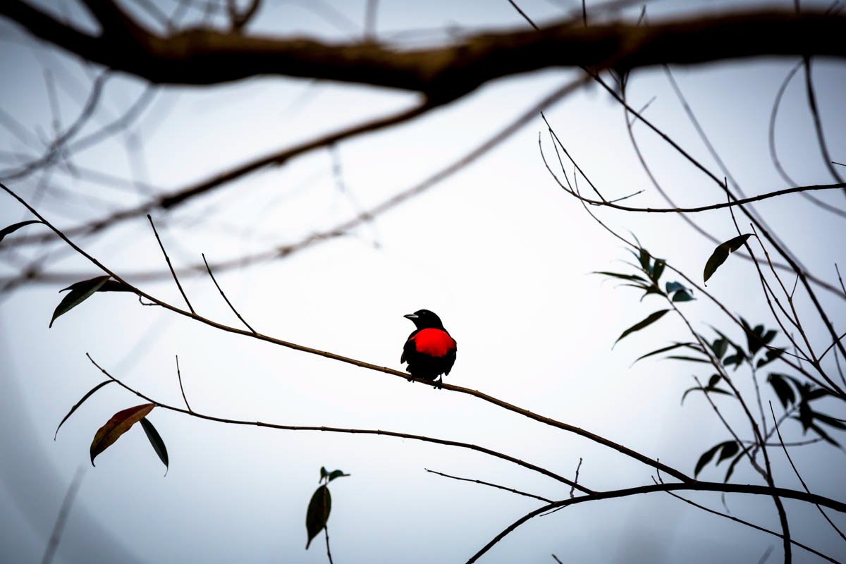 TANGARA À CROUPION ROUGE Ramphocelus passerinii