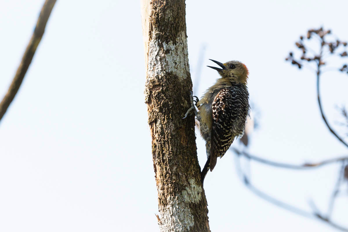 PIC À COURONNE ROUGE Melanerpes rubricapillus