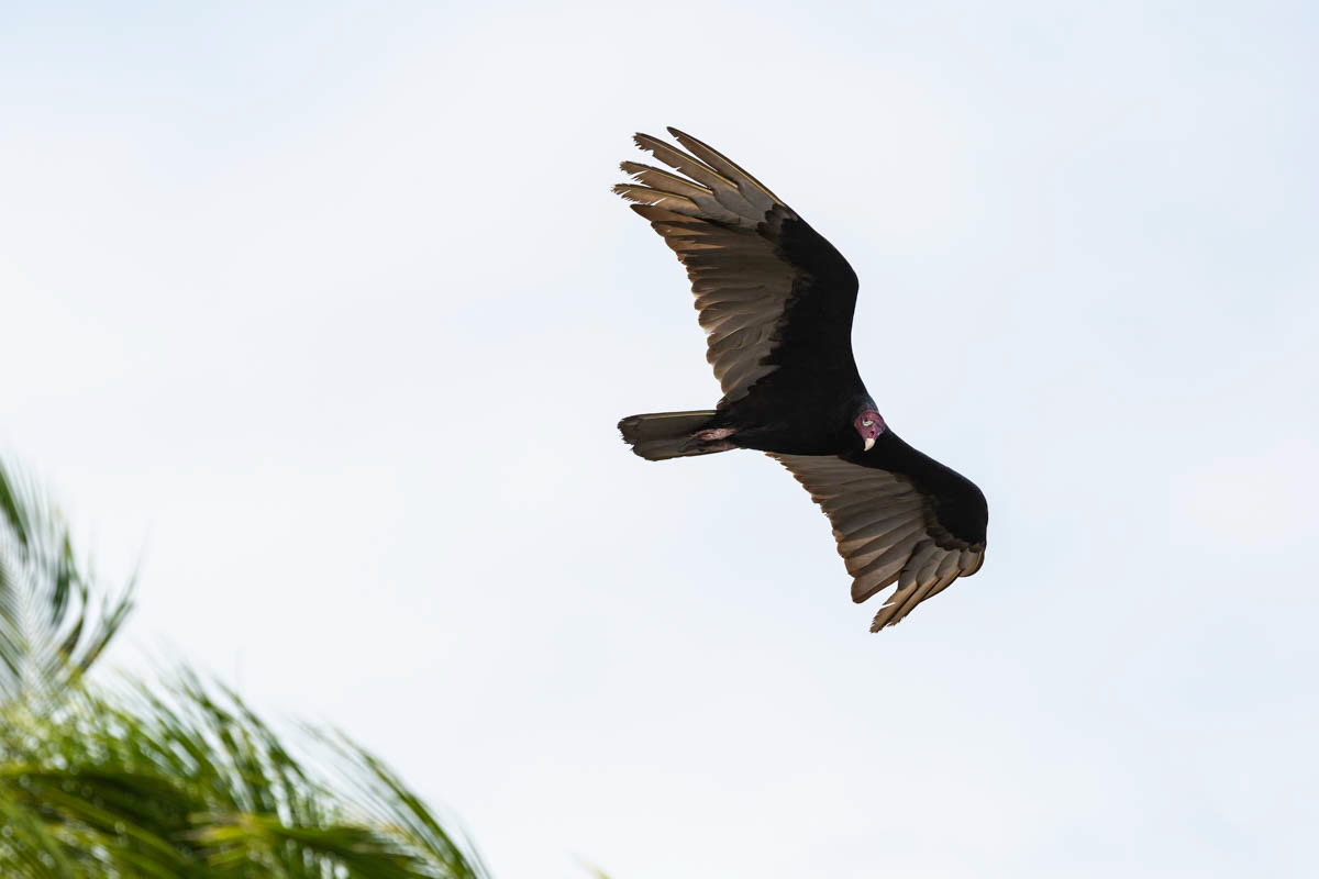 URUBU À TÊTE ROUGE  Cathartes aura