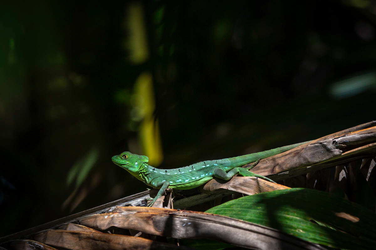 BASILIC VERT Basilicus plumifrons