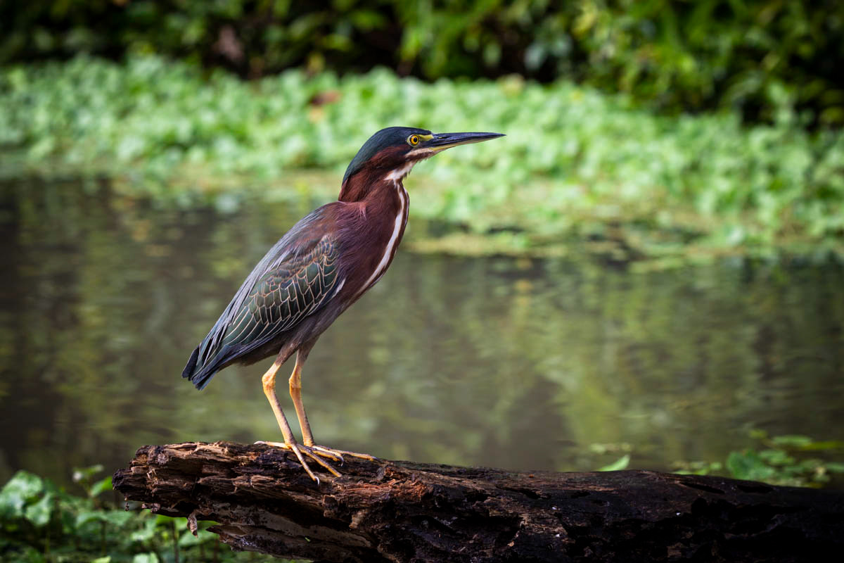 HÉRON VERT Butorides virescens