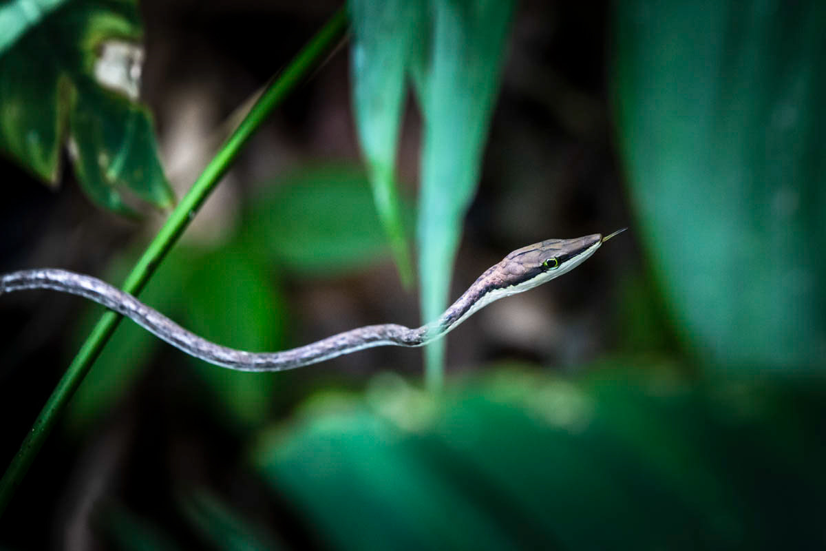 SERPENT LIANE Oxybelis aeneus