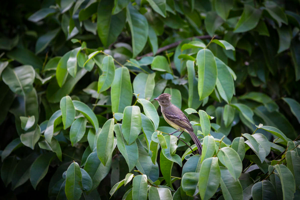 TYRANNEAU PASSEGRIS Camptostama obsoletum