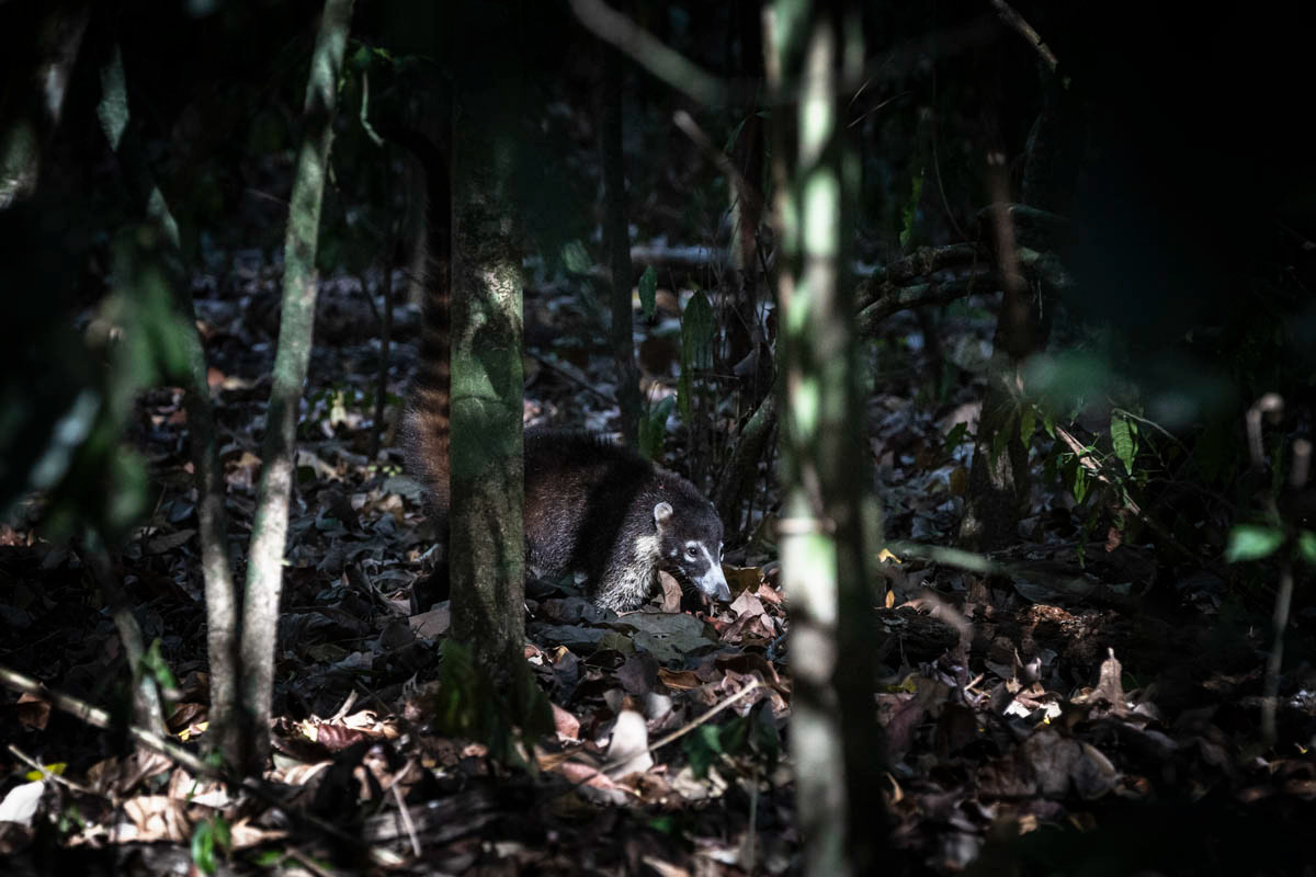COATI À NEZ BLANC Nasua narica