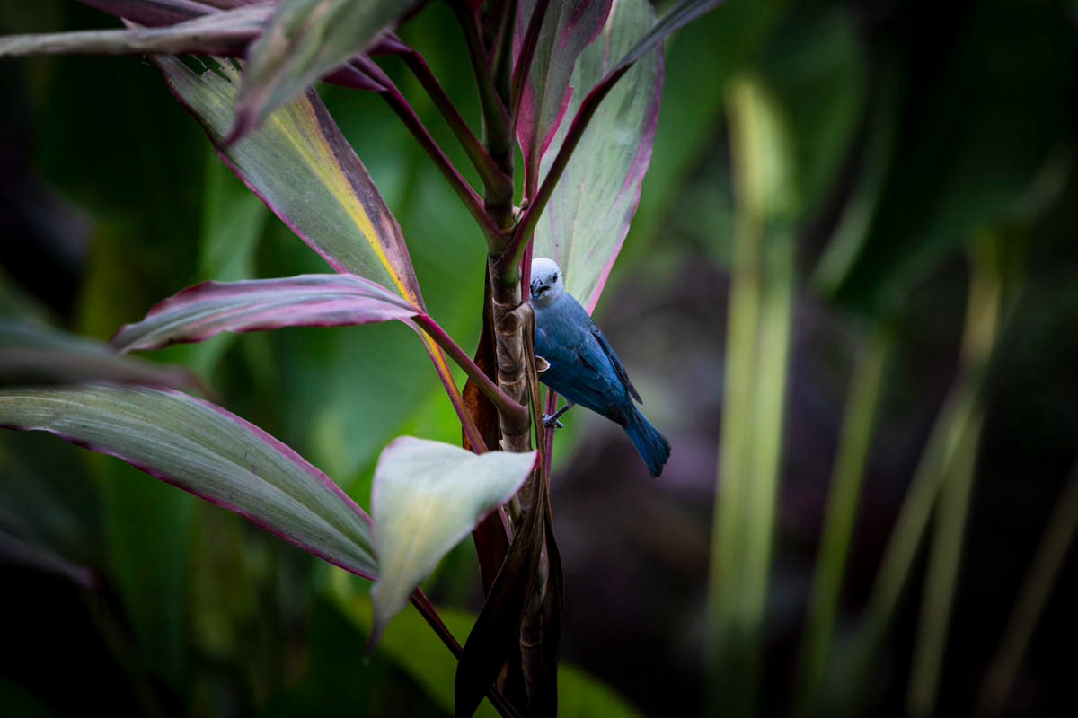 TANGARA ÉVÈQUE Thraupis episcopus