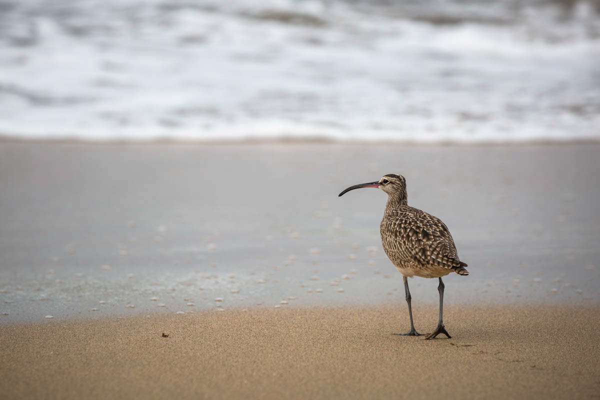 COURLIS CORLIEU Numenius phaeopus