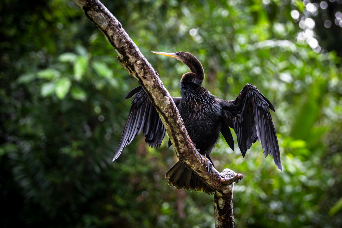ANHINGA D'AMÉRIQUE Anhinga anhinga