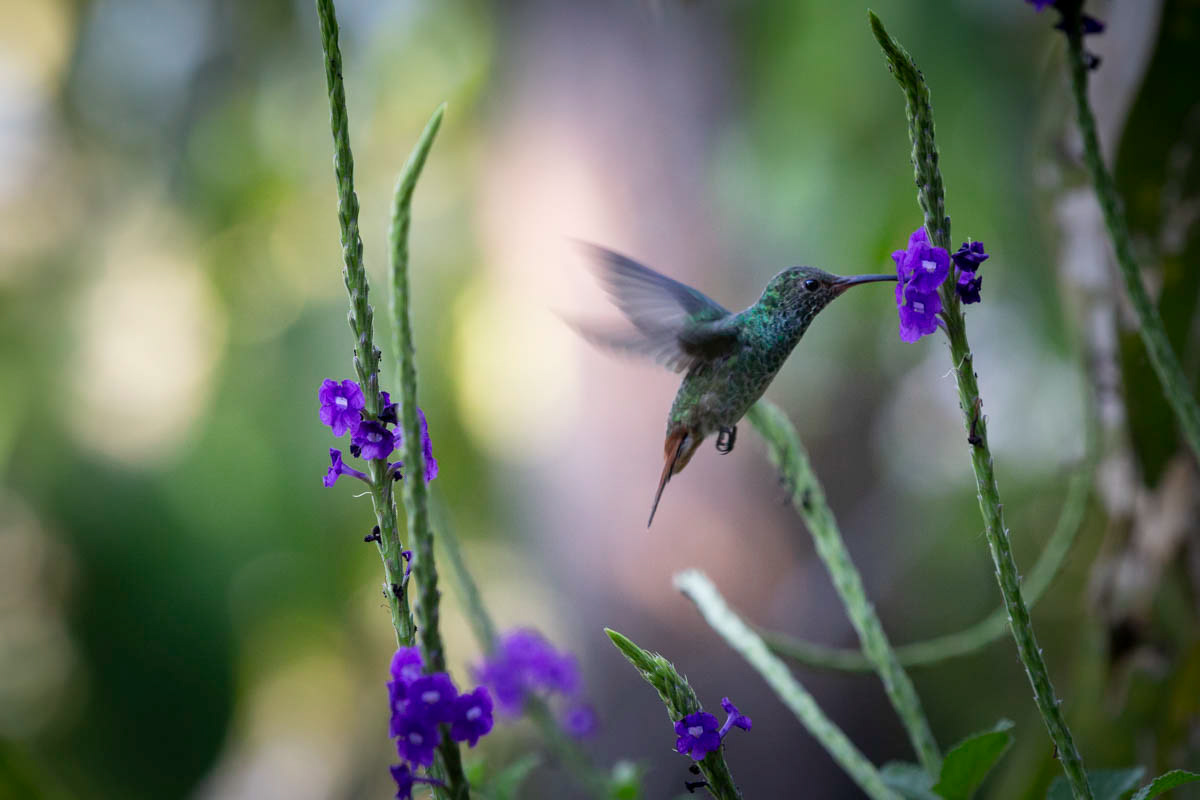 ARIANE À VENTRE GRIS Amazilla tzacatl