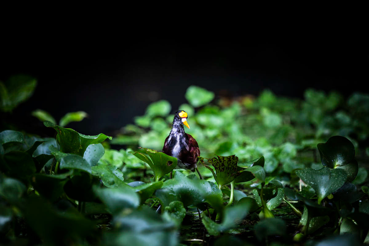 JACANA DU MEXIQUE Jacana spinosa