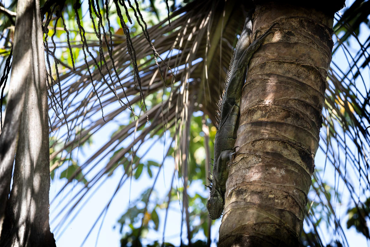 IGUANE VERT Iguana iguana