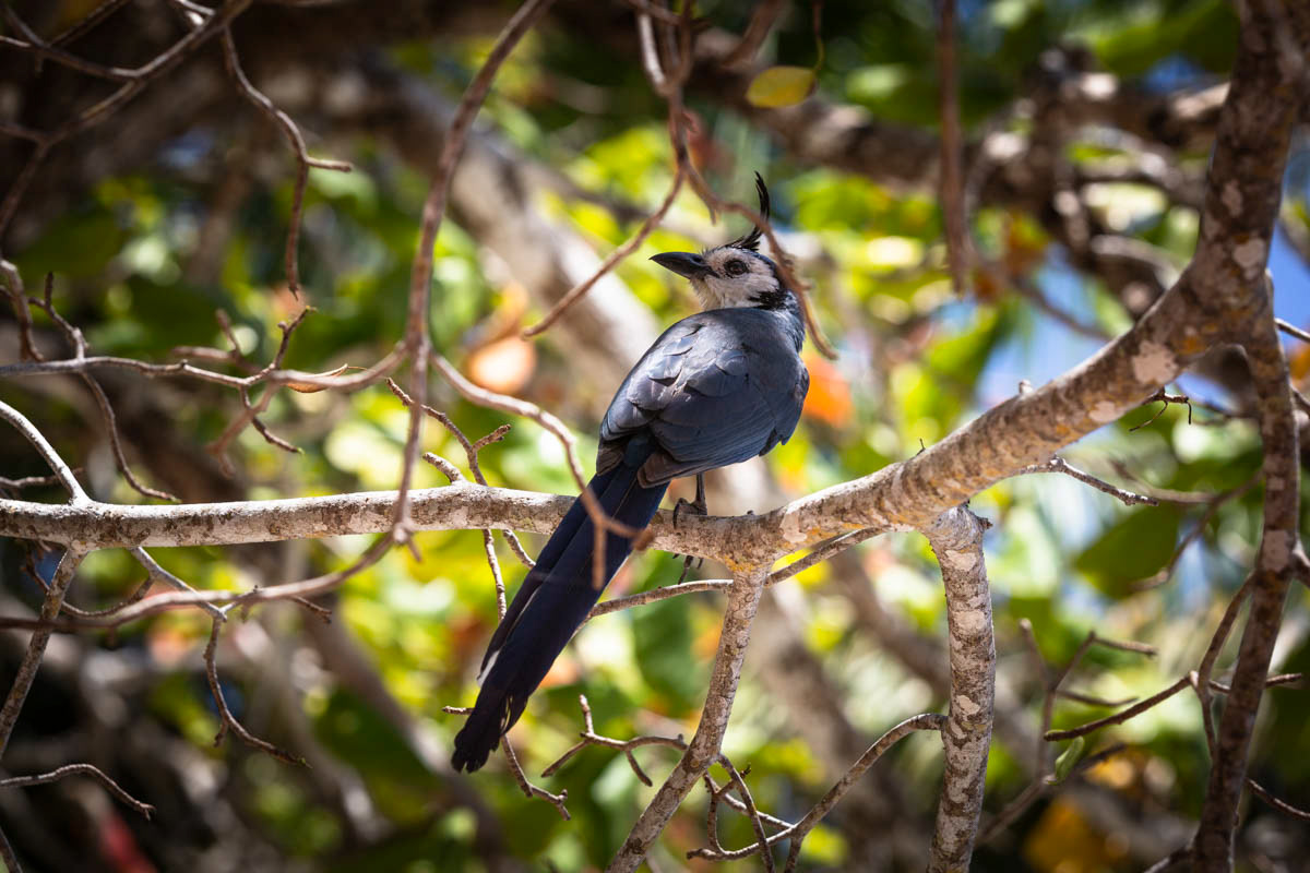GEAI À FACE BLANCHE Calocitta formosa
