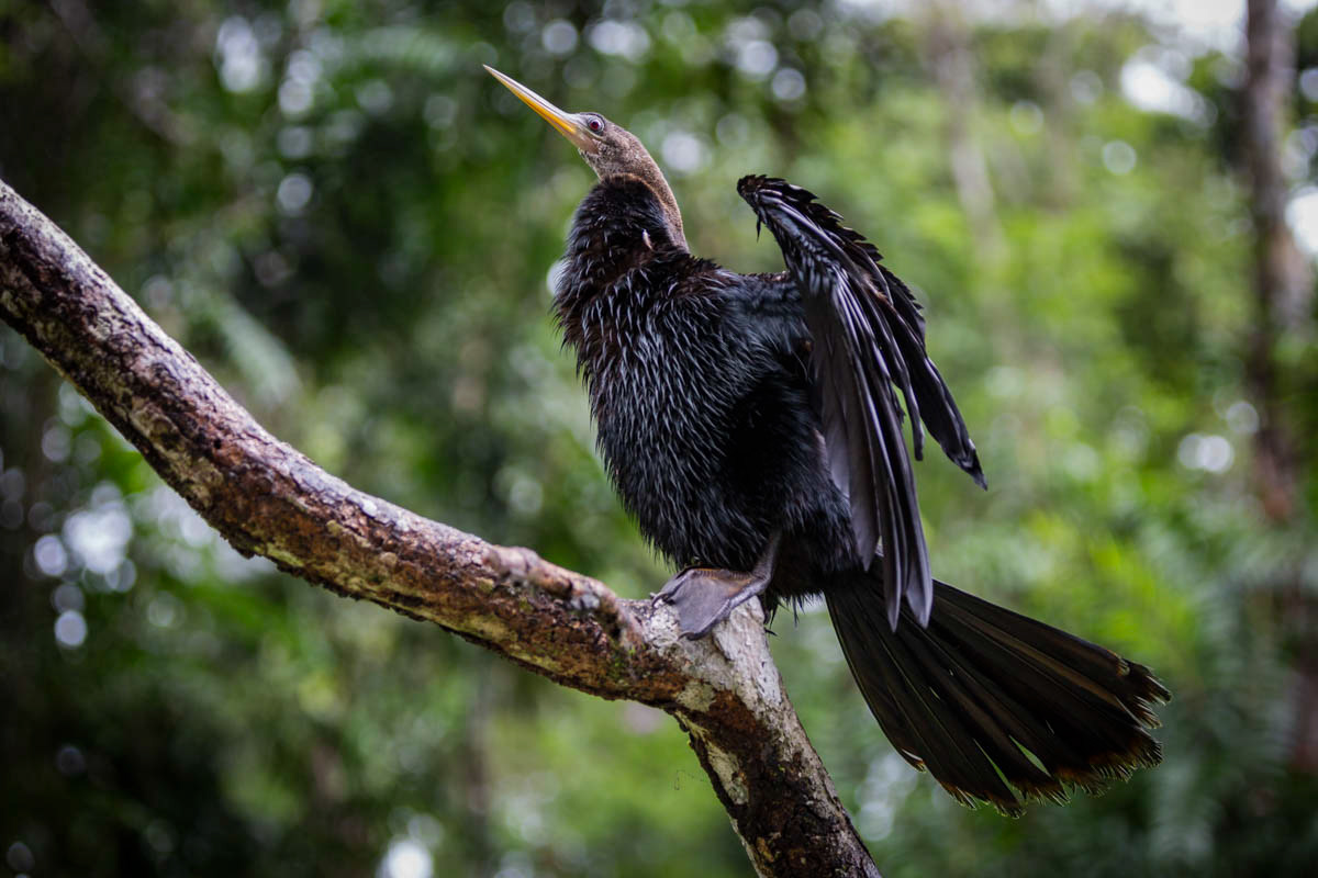 ANHINGA D'AMÉRIQUE Anhinga anhinga