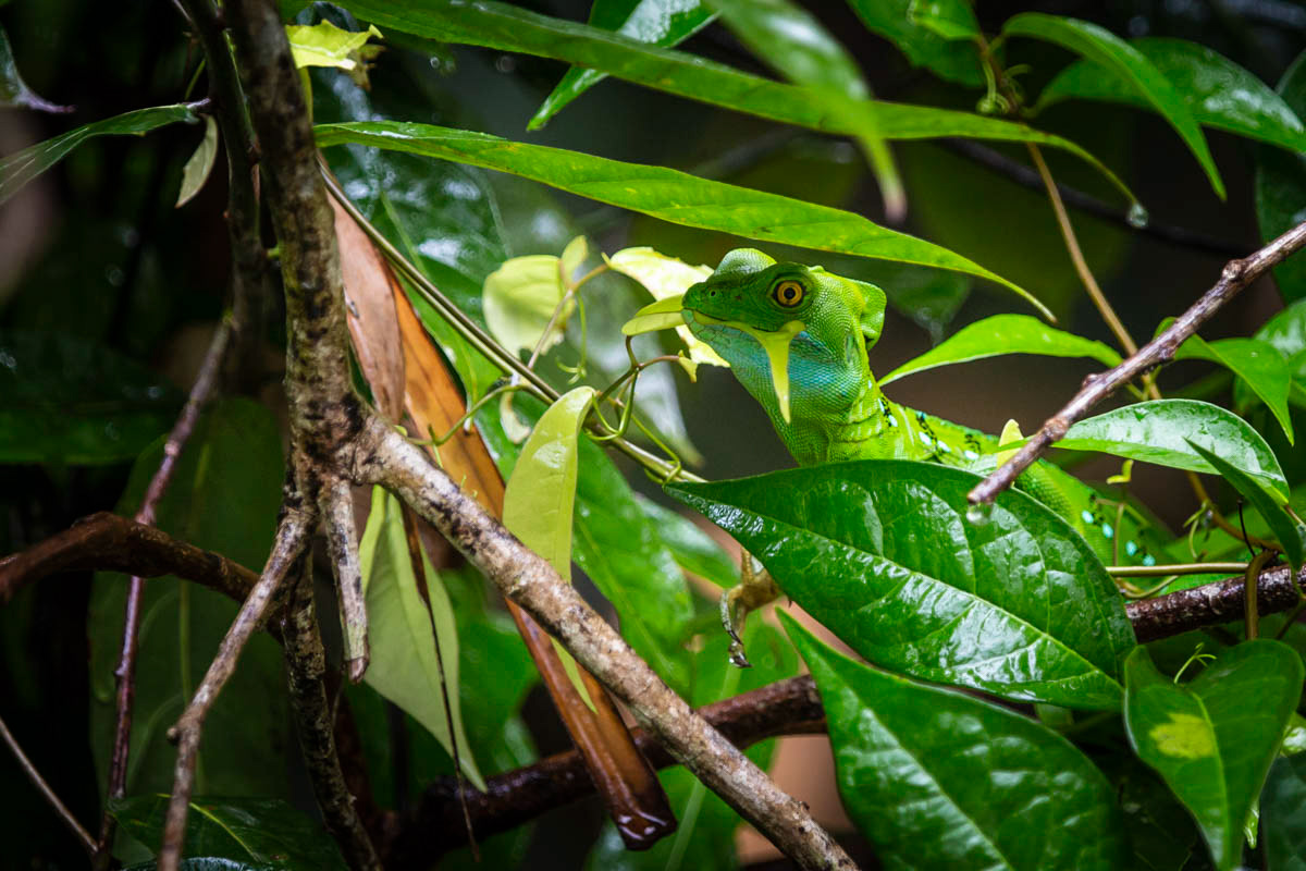 BASILIC VERT Basilicus plumifrons