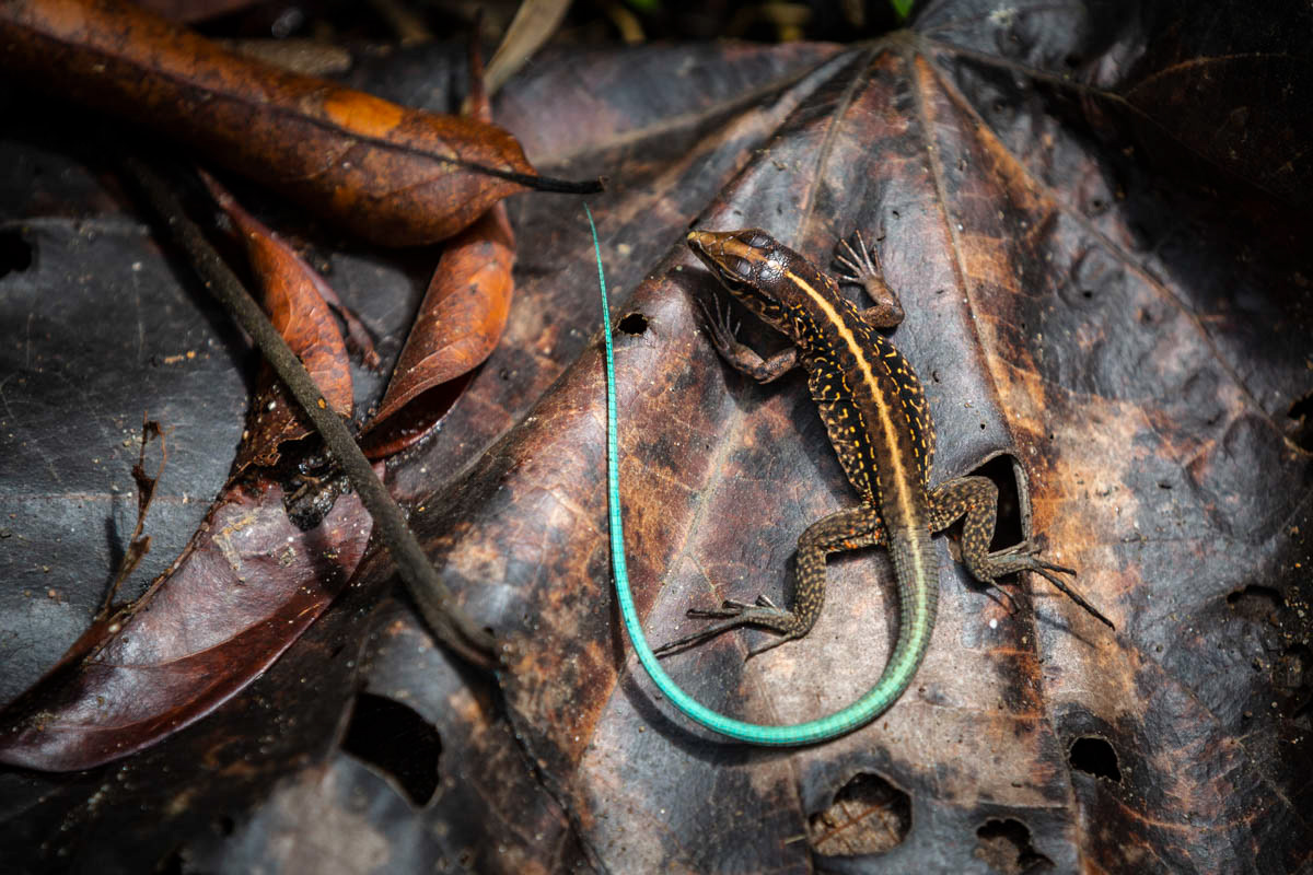 LÉZARD Ameiva festiva