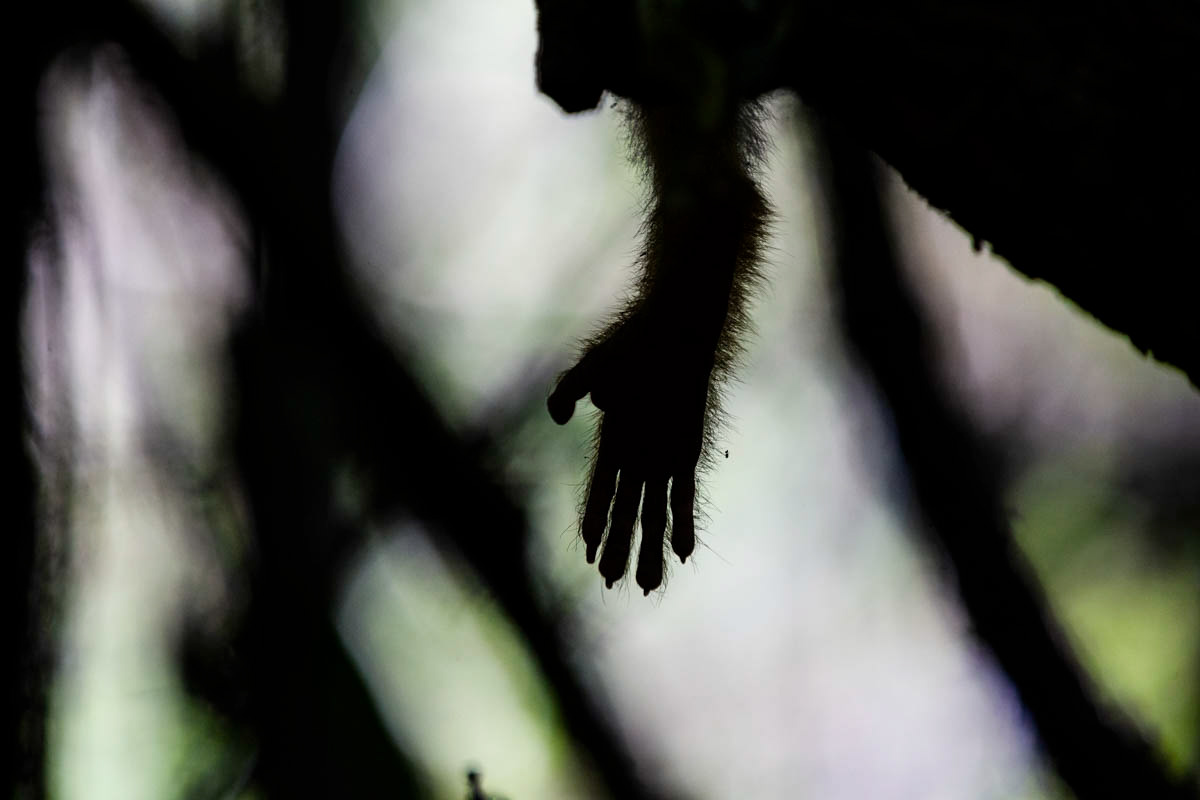 SINGE ECUREUIL Saimiri oerstedii